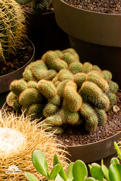 Plante de cactus Mammillaria elongata